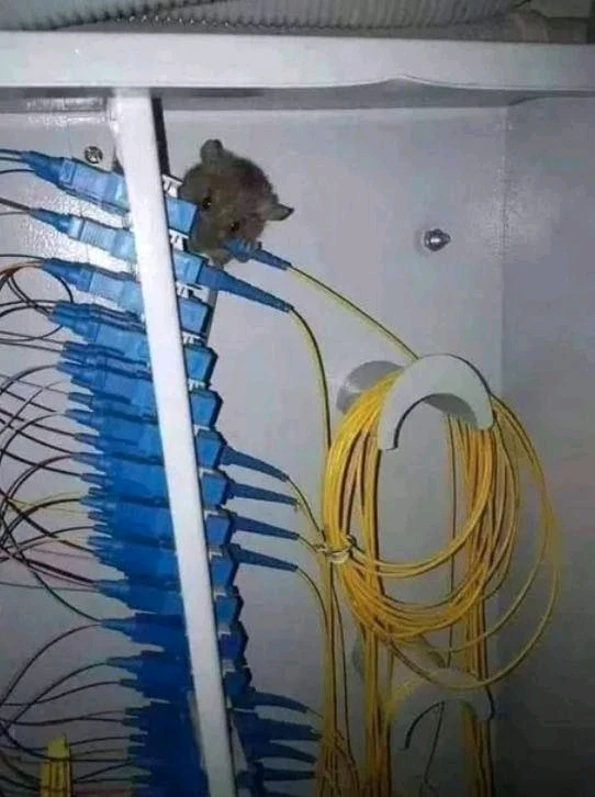 Зображення завантажив Oleksandr