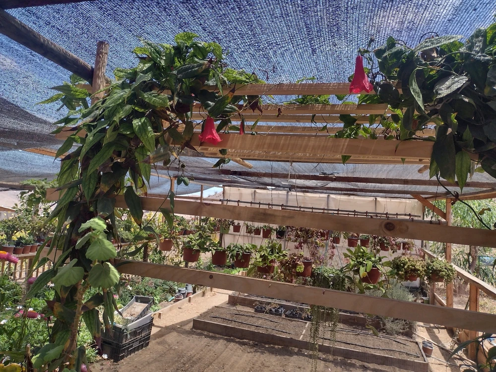 Copihue, Chilean national flower, which grows in the south of the country, but miraculously, one was found in the desetñrt.