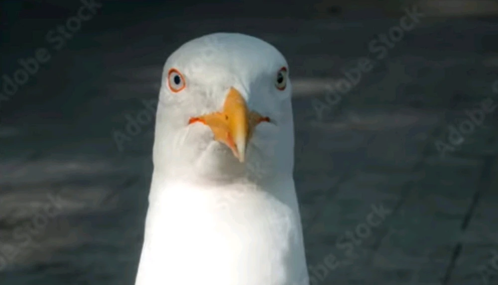 Εικόνα από ΧΡΗΣΤΟΣ