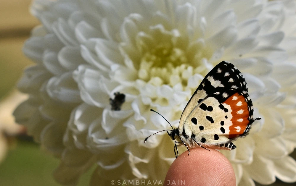 Image uploaded by Sambhava