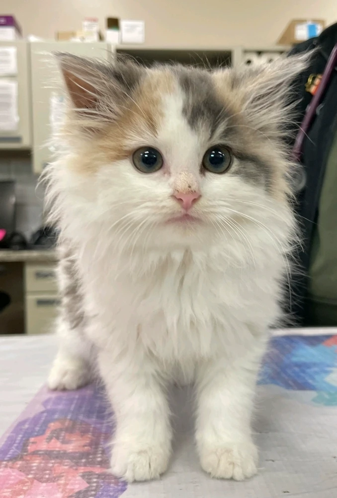 Image uploaded by Rachel