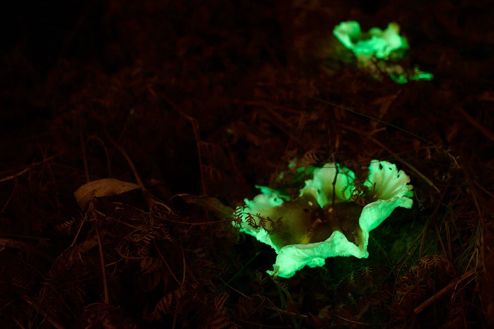 Image uploaded by Cobba