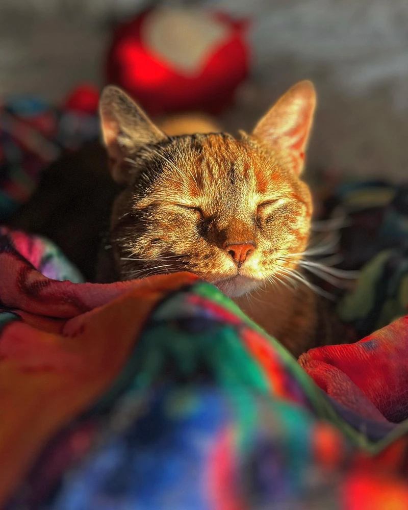 #sunshine #cat