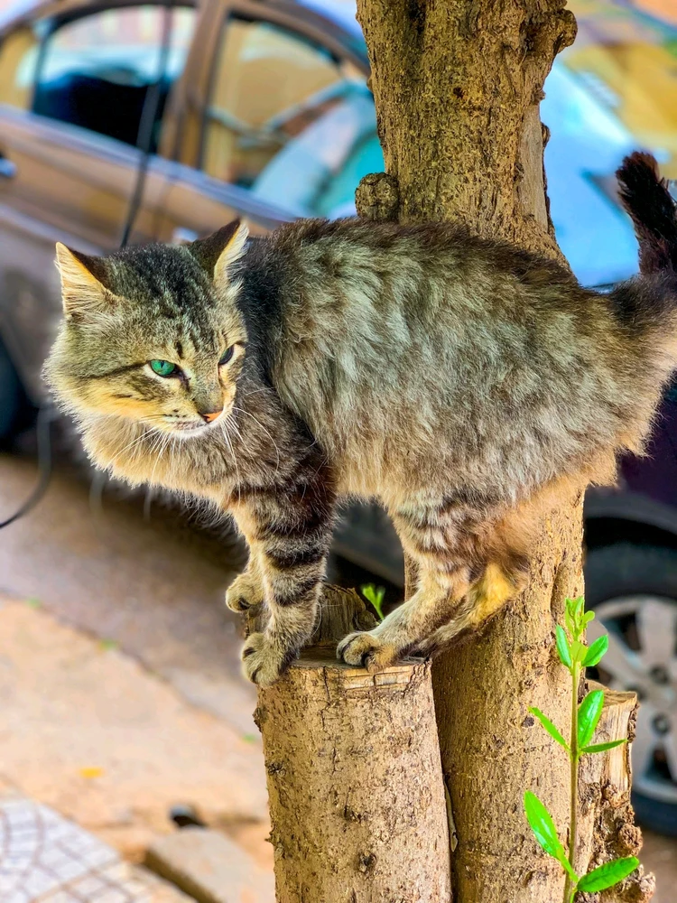 Image ajoutée par Abdelkhalek