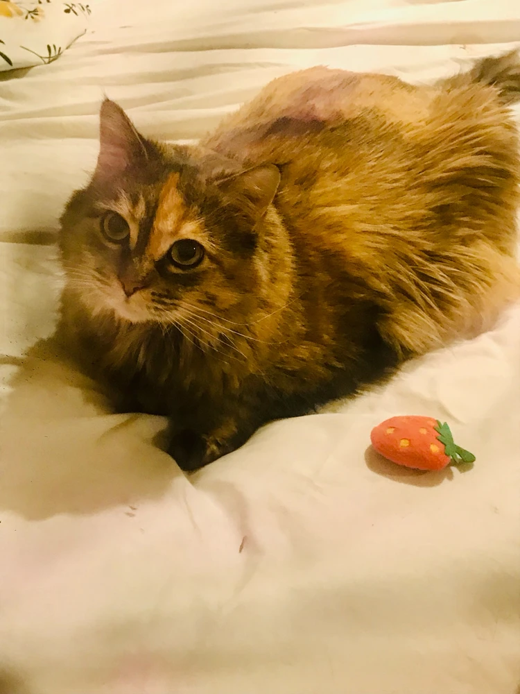 Image uploaded by Tea