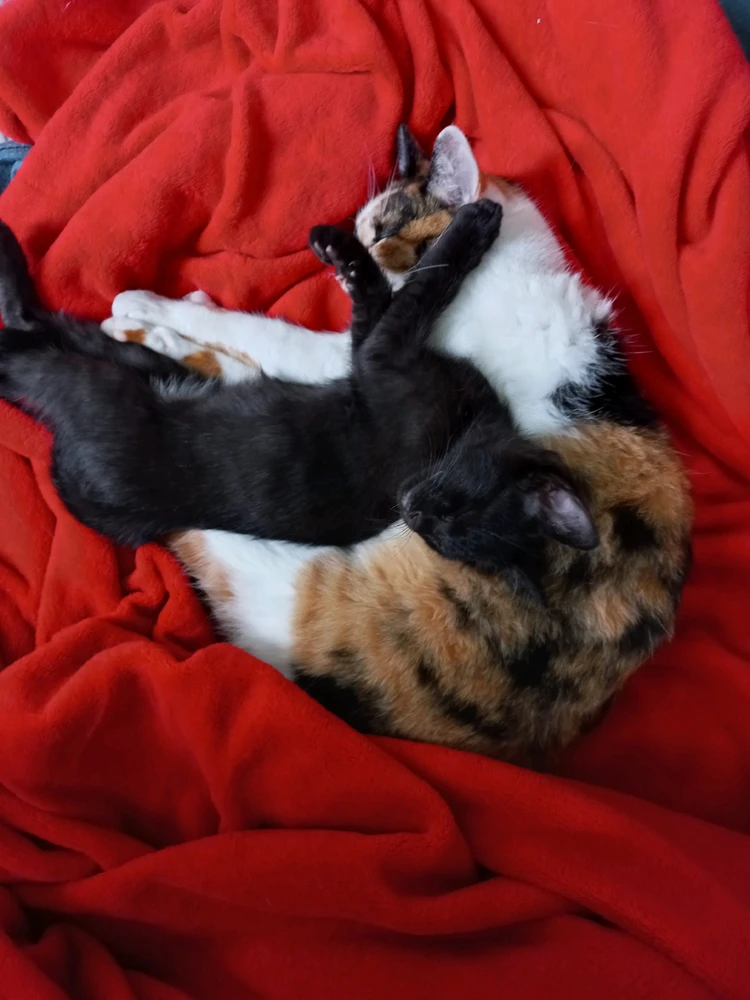 Imagem enviada por Evelyn