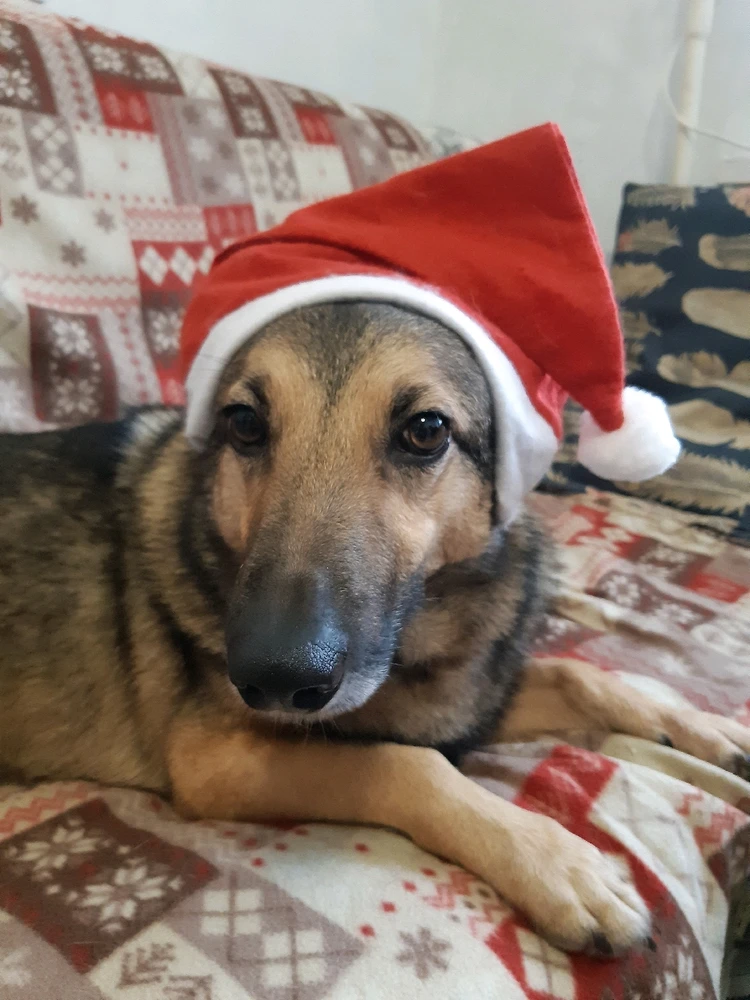 Merry Christmas 🎄