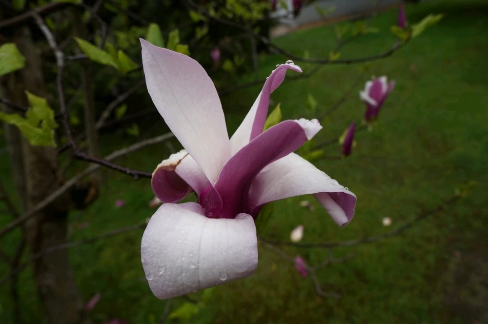 Image uploaded by Ася