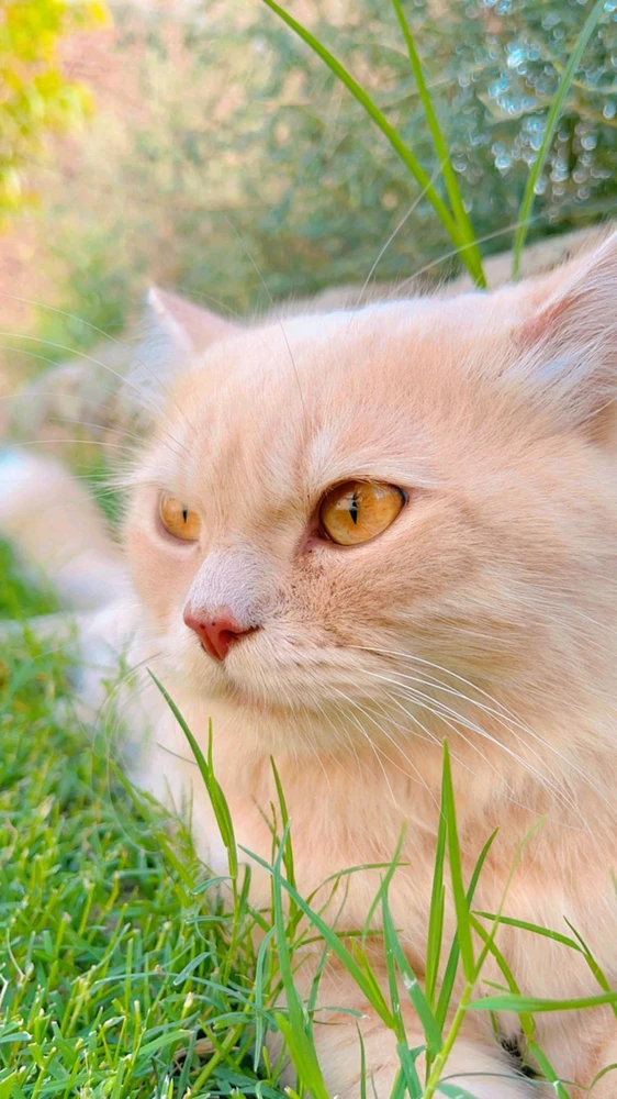 Image uploaded by Taha