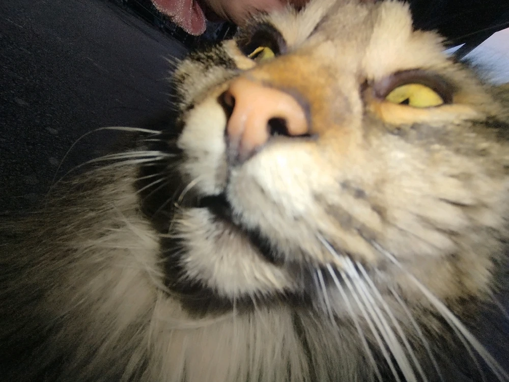 Качено от Viki