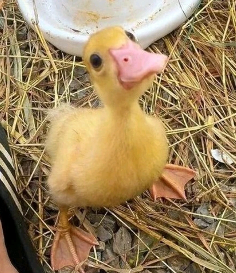 Imagine încărcată de Sorin