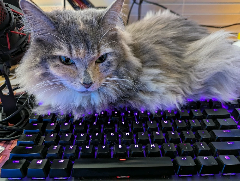 Image uploaded by Ashley