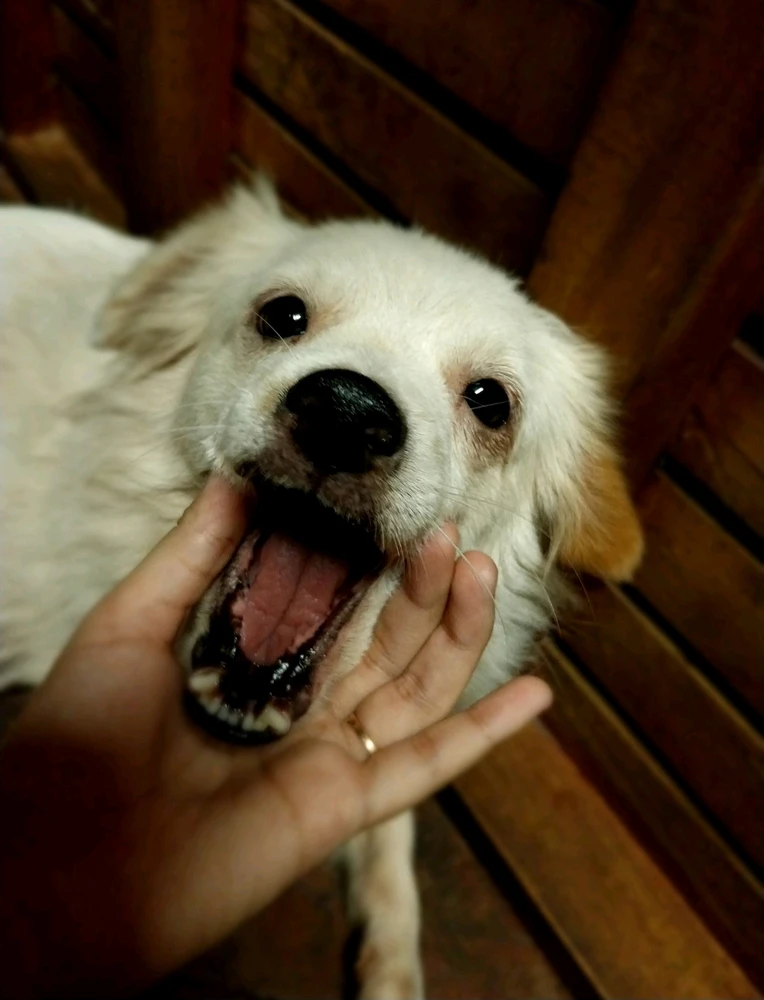 I-upload ni janie ang larawan