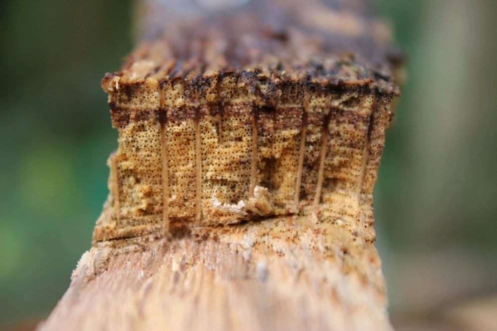 Bild hochgeladen von Burschi 🕉️🌳