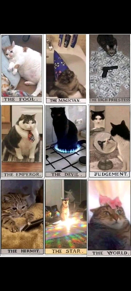 Cats, meme, memes, tarot, tarot meme