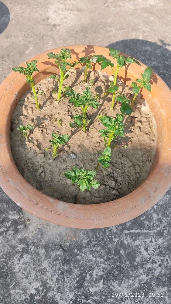 Image uploaded by Zari Mukherjee