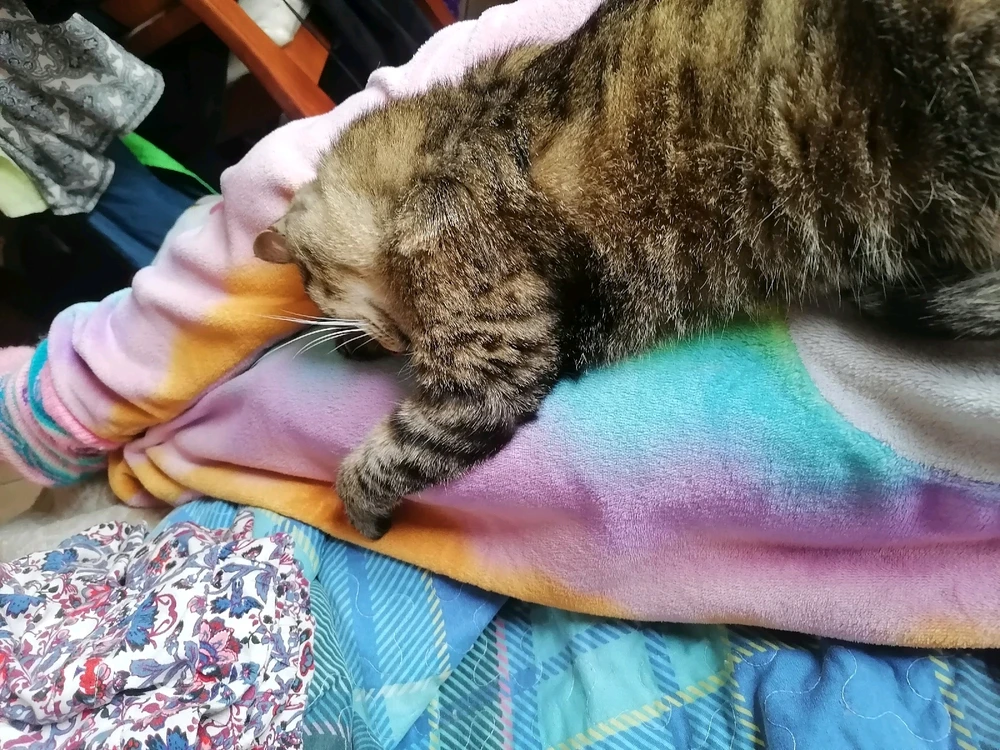 Imagen subida por Shizu