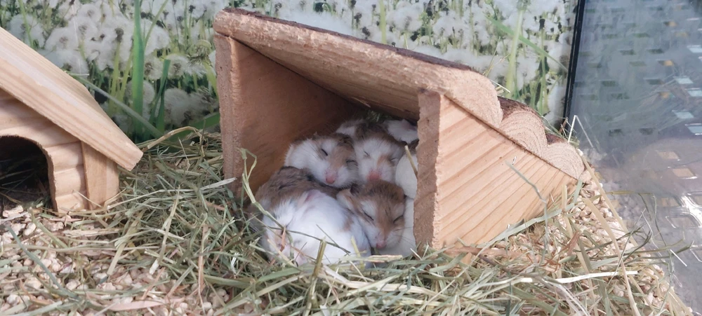 Imagen subida por Javier