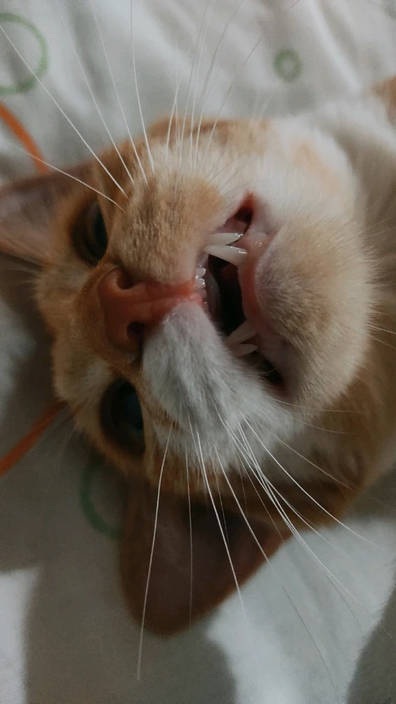 Amo demasiado los gatitos ♥️