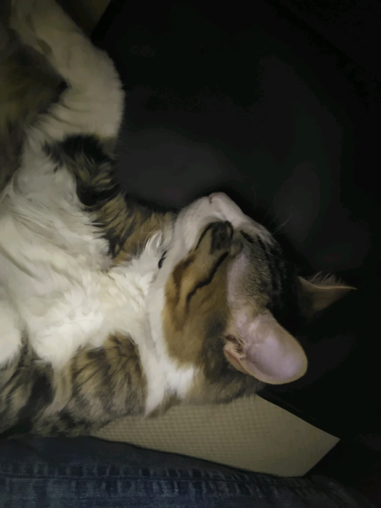 Image uploaded by Noah
