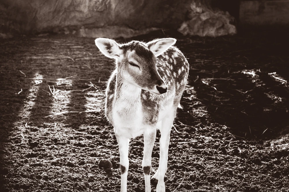 This is a photo of a Deer that I took in Tunisia. 