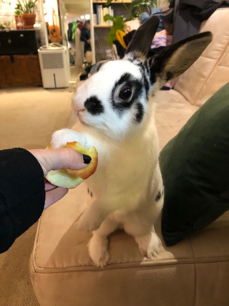 Found this guy under my couch, anyone know what it is?