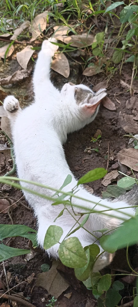 Image uploaded by Meong