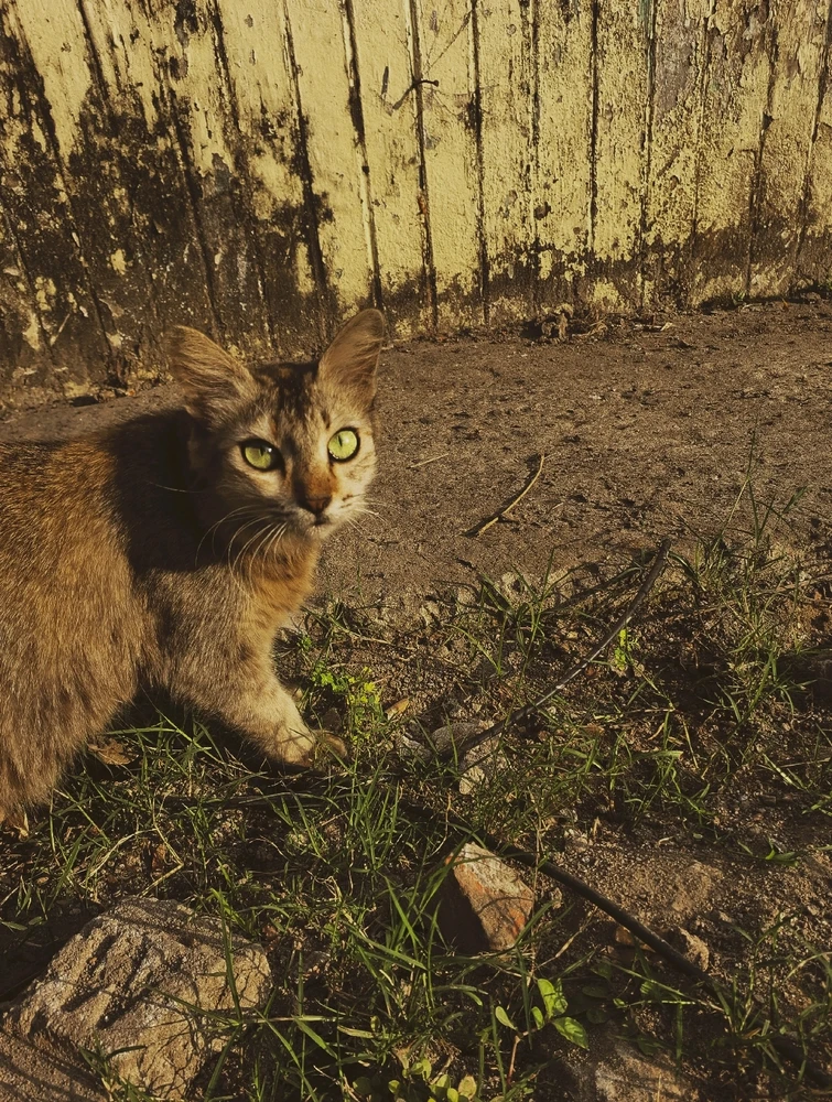 Mel жүктеген сурет