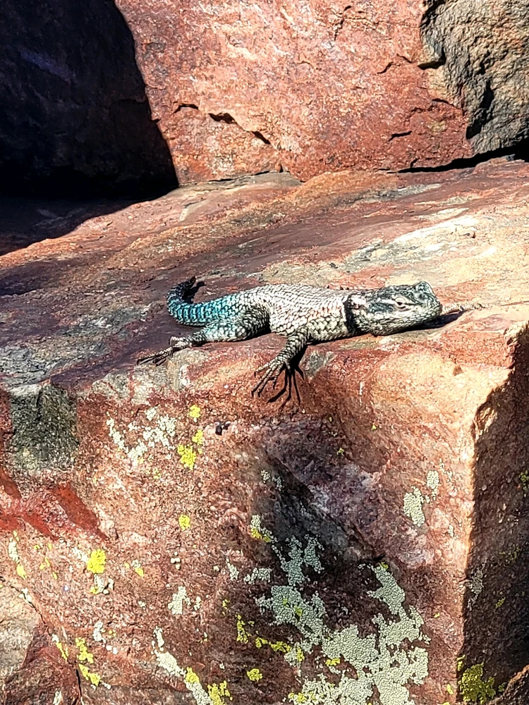 A  super chill spiney lizard chilling on a rock in a canyon. 