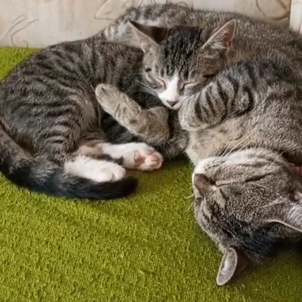 Spánek je samozřejmě velmi důležitý jak pro ně tak pro mě. Jak vždy říkám jsou po mámě 😂💅🏼.