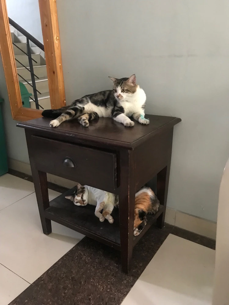 Bobo ciang