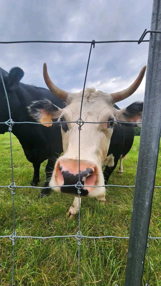 Image uploaded by Alejandro Loza