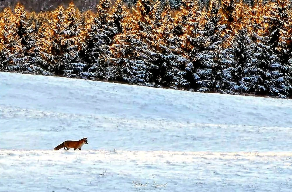 Bonjour à tous ☺️