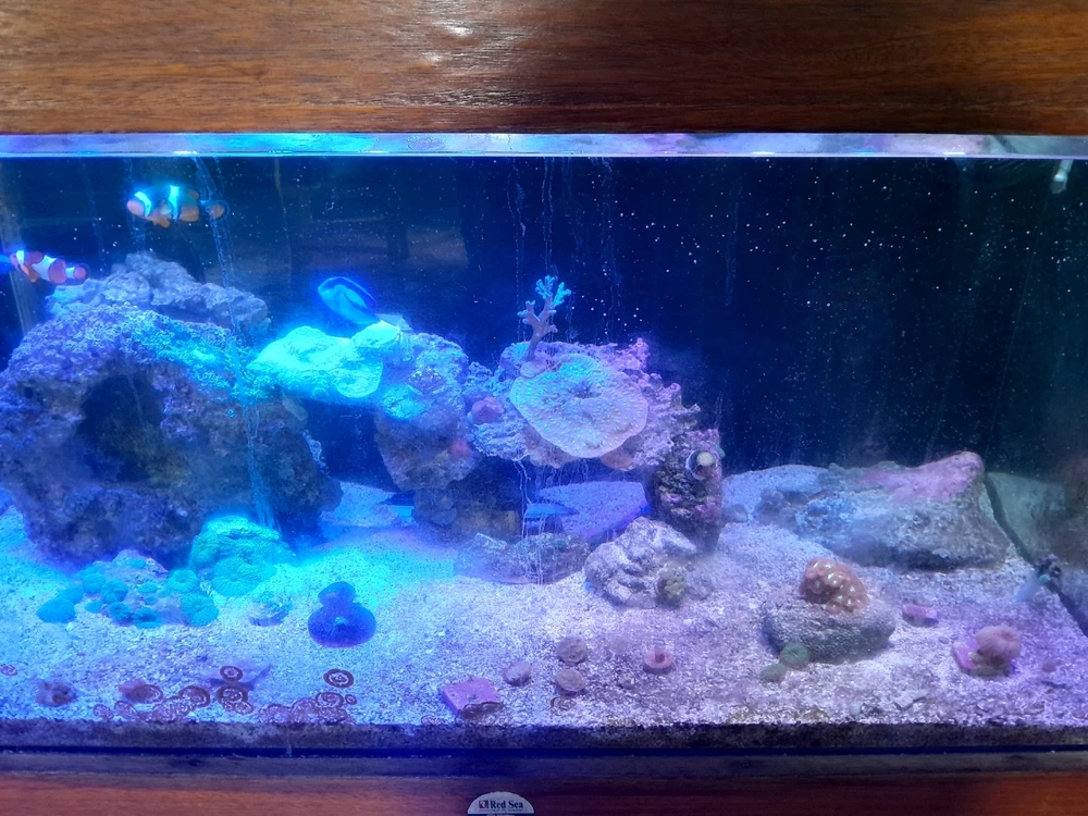 Image uploaded by Daniel Estrella