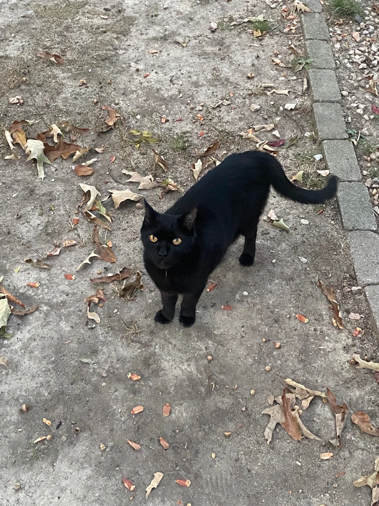The void (Skuggin) approaching me after a long day of committing war crimes (killing innocent families of mice and birds)