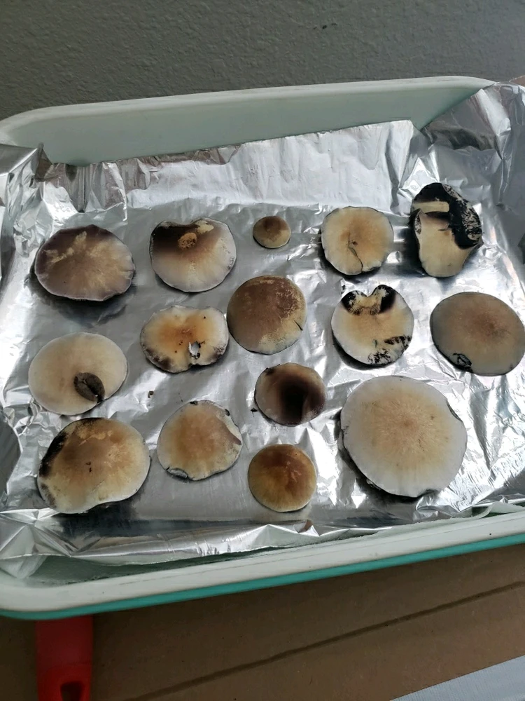 Image uploaded by Daniel