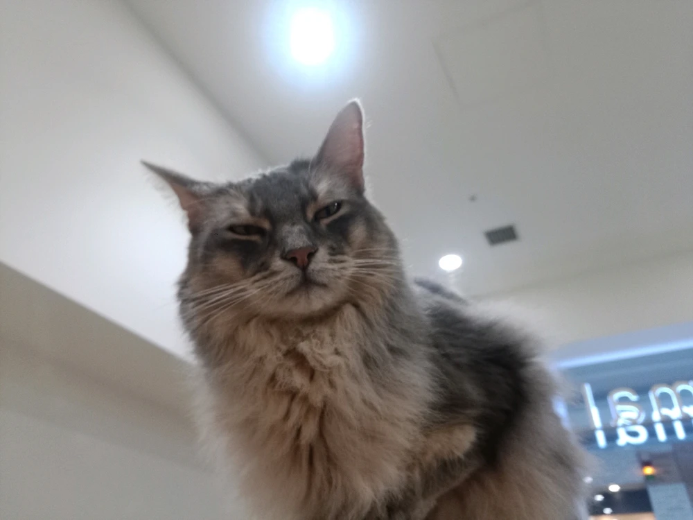 Moff Animal Cafe @ Aeon Mall Narita / イオンモール成田 2F