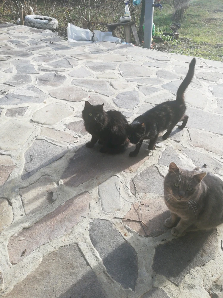 Immagine caricata da IonComan