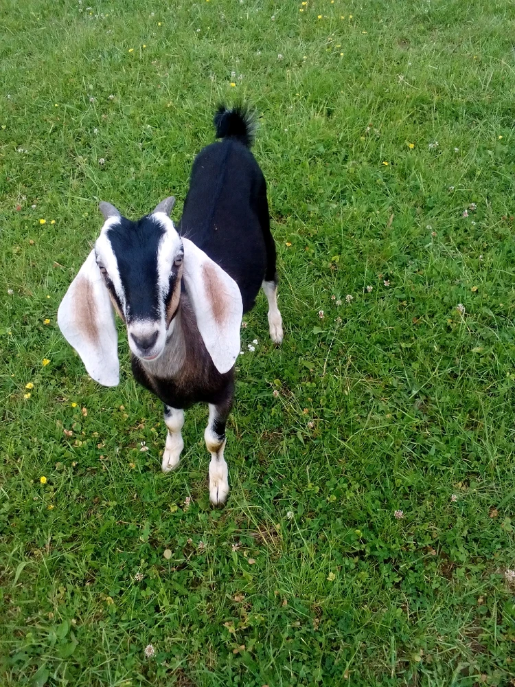 Image uploaded by Tibor