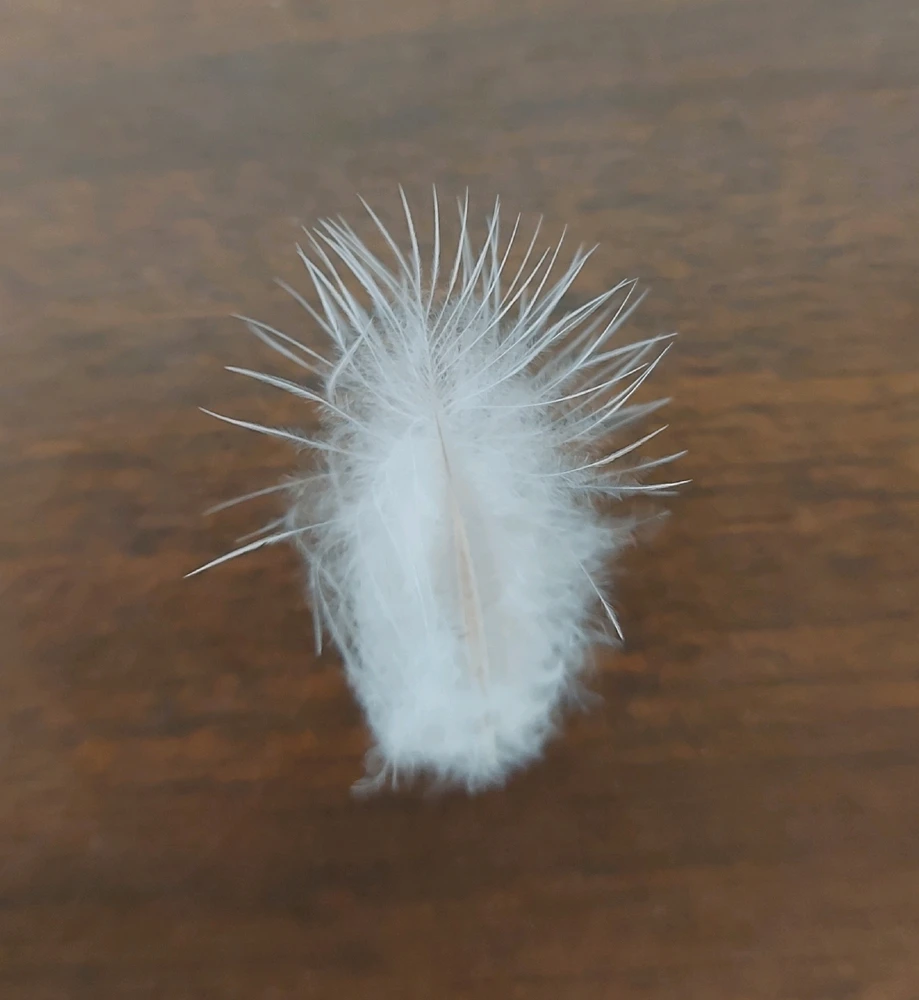 Immagine caricata da Carezzaspina