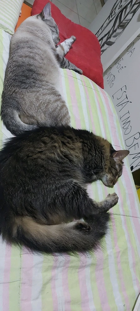 Imagem enviada por Thais Mattos Sullivan