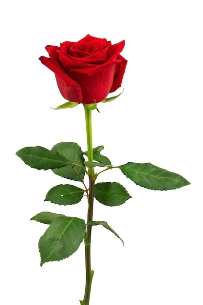 Imagen subida por Clau