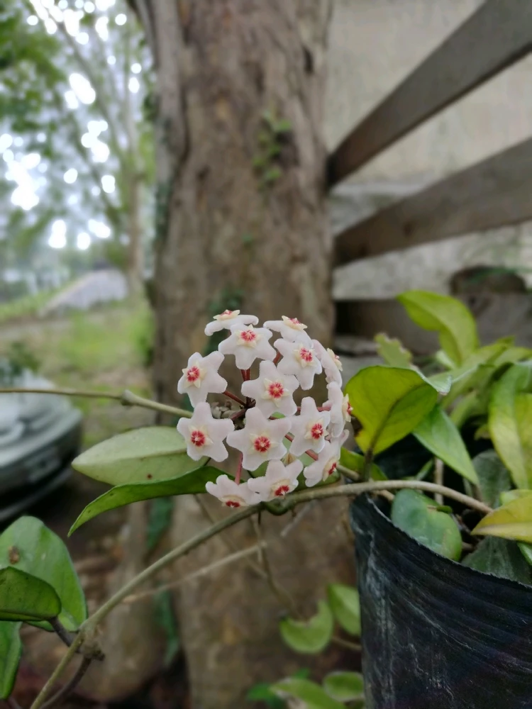 Hoy semilla, mañana flores 🐝