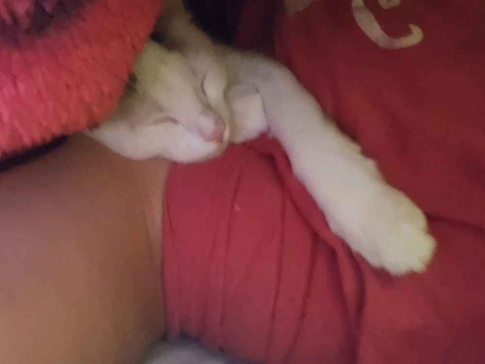 Image uploaded by Salomon