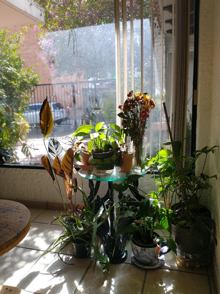 Imagen subida por Armando