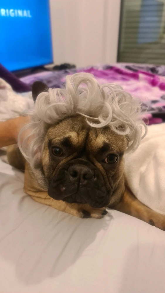 Frank is giving Mozart vibes today 🤣