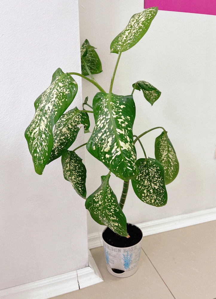 Image uploaded by 𝔇𝔦𝔞𝔫𝔞