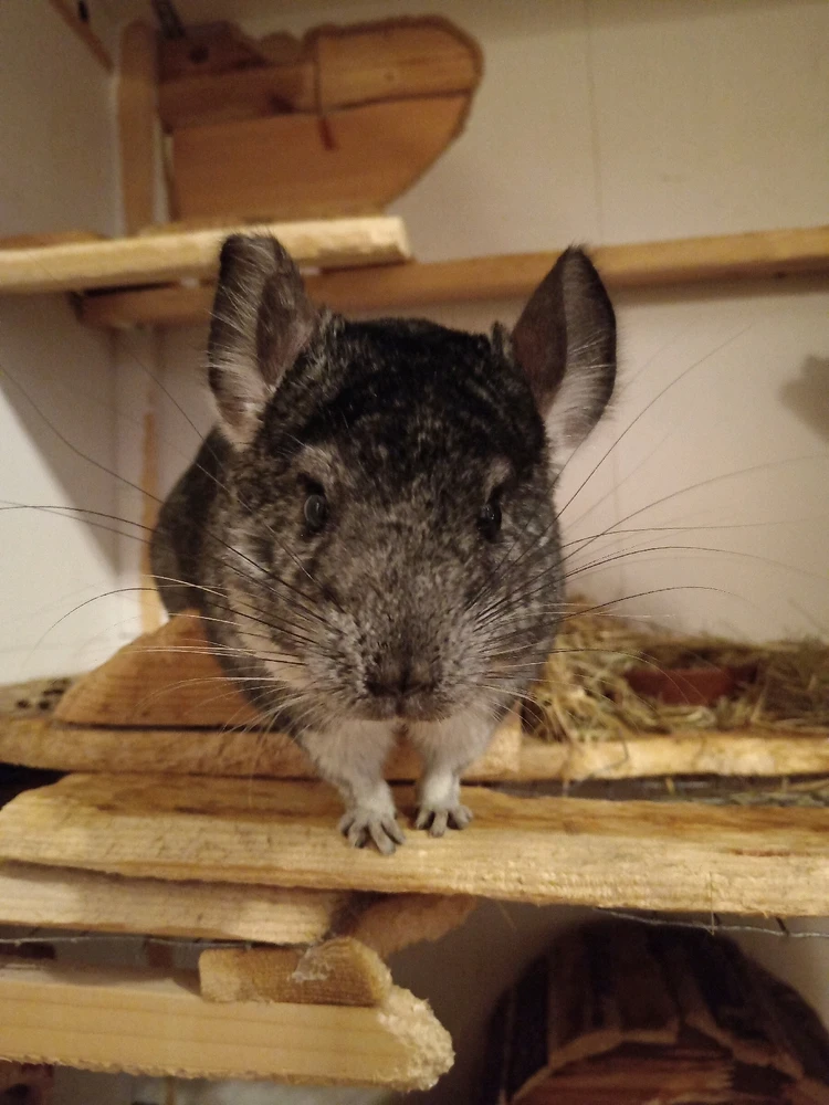 Obrázek nahrál ._amelia_.