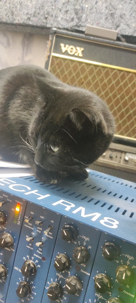 Black cat on audiogear 