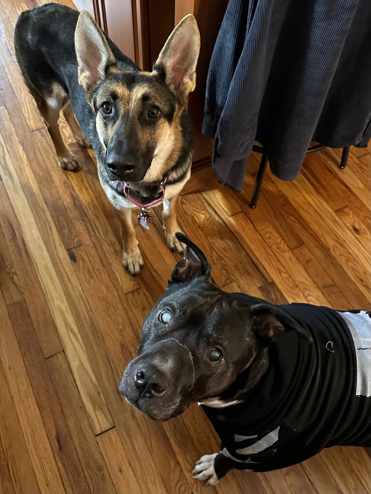 Stella (shepherd creature) and Truffles (pittie beast)